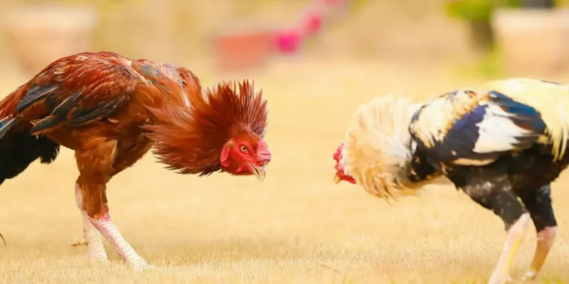 Lưu ý quan trọng để trải nghiệm xem trực tiếp đá gà C3 tốt nhất